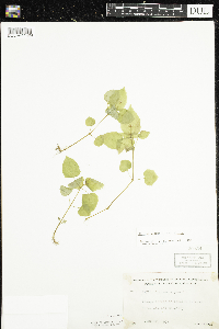 Circaea alpina subsp. alpina image