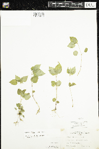 Circaea alpina subsp. alpina image