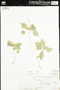 Circaea alpina subsp. alpina image