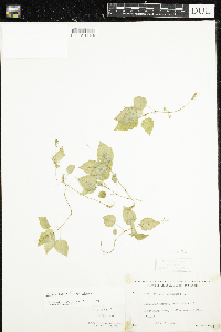 Circaea alpina image