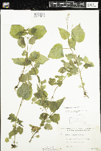 Circaea alpina subsp. alpina image