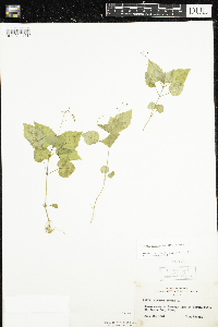 Circaea alpina subsp. alpina image