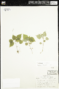 Circaea alpina subsp. alpina image