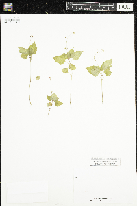 Circaea alpina image