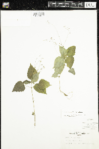 Circaea alpina subsp. alpina image