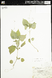 Circaea alpina subsp. alpina image