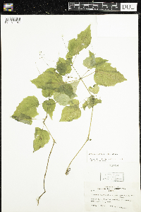 Circaea alpina subsp. alpina image