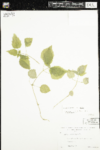 Circaea alpina subsp. alpina image