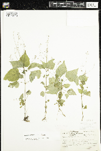 Circaea alpina subsp. alpina image