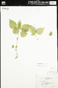 Circaea alpina subsp. alpina image