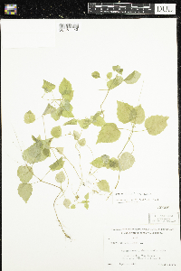 Circaea alpina subsp. alpina image