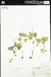 Circaea alpina subsp. alpina image