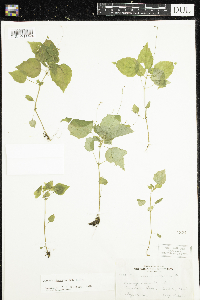 Circaea alpina subsp. alpina image