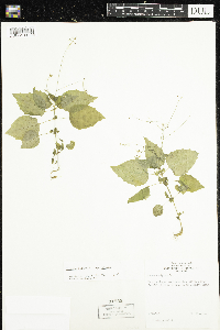 Circaea alpina subsp. alpina image
