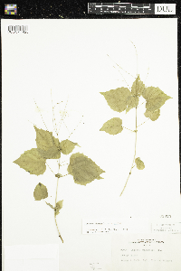 Circaea alpina subsp. alpina image