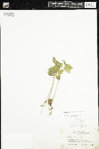 Circaea alpina subsp. alpina image