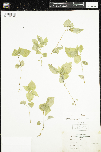 Circaea alpina subsp. alpina image