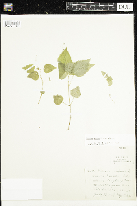 Circaea alpina subsp. alpina image