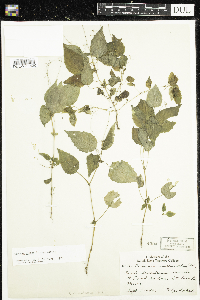 Circaea alpina subsp. alpina image