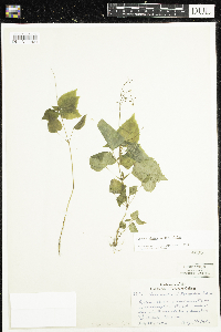 Circaea alpina subsp. alpina image