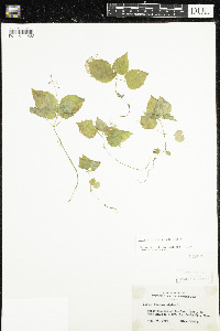Circaea alpina subsp. alpina image