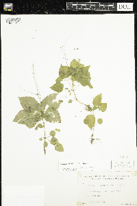 Circaea alpina subsp. alpina image
