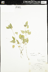 Circaea alpina subsp. alpina image