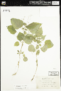 Circaea alpina subsp. alpina image