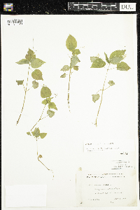 Circaea alpina subsp. alpina image