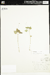 Circaea alpina subsp. alpina image