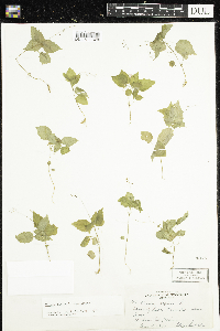 Circaea alpina subsp. alpina image