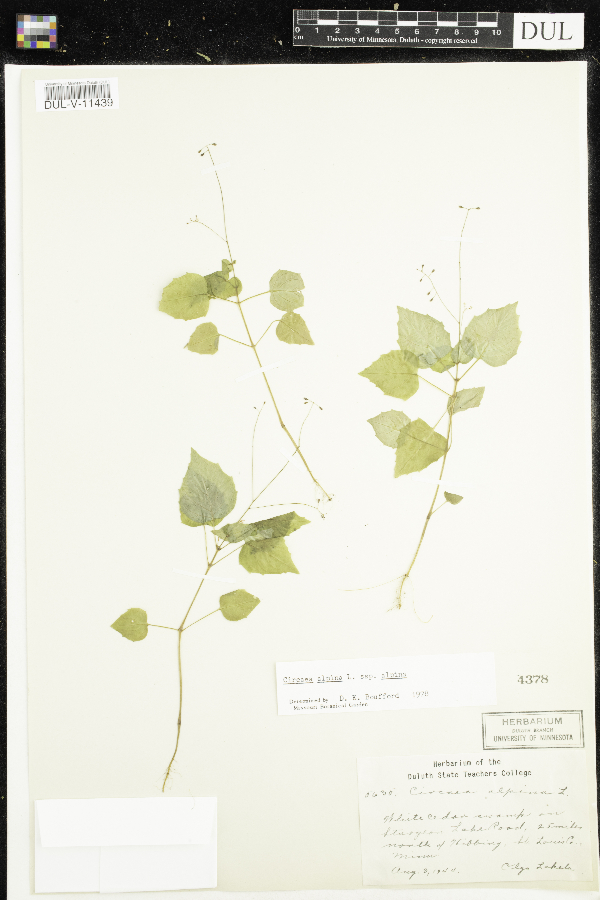 Circaea alpina subsp. alpina image