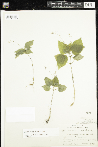 Circaea alpina subsp. alpina image
