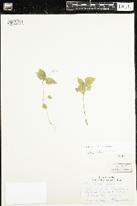 Circaea alpina subsp. alpina image
