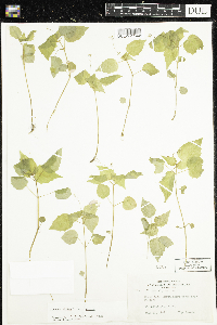Circaea alpina subsp. alpina image