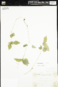 Circaea alpina subsp. alpina image