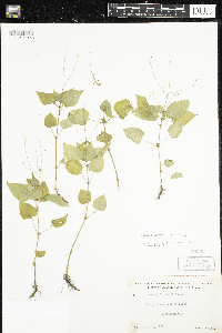 Circaea alpina subsp. alpina image
