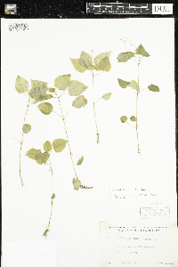 Circaea alpina subsp. alpina image