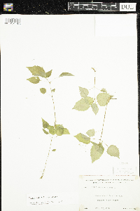 Circaea alpina subsp. alpina image