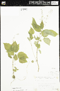 Circaea alpina subsp. alpina image