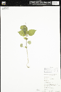 Circaea alpina image