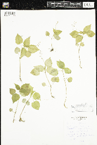 Circaea alpina image