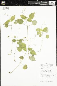 Circaea alpina image