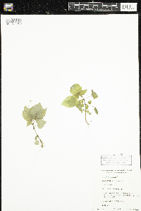 Circaea alpina image