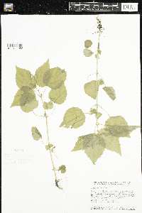 thumbnail image of current specimen