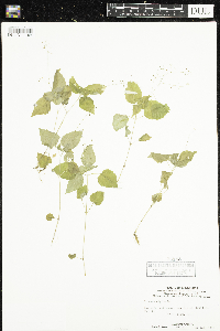 Circaea alpina image