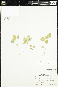 Circaea alpina subsp. alpina image