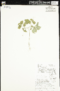 Circaea alpina image