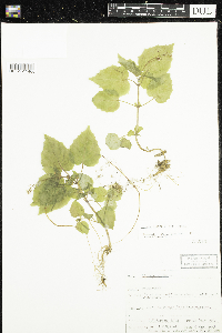 Circaea alpina subsp. alpina image