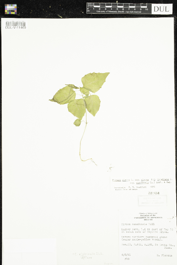Circaea x intermedia image